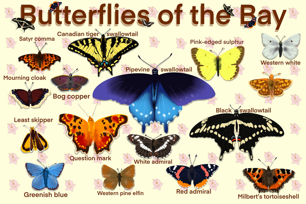 Butterflies of the Bay